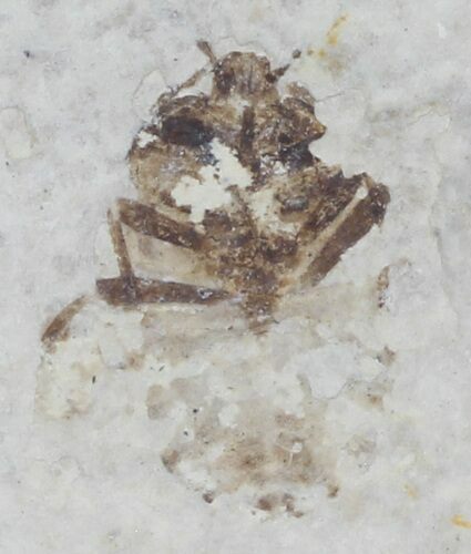 Fossil Insect - Green River Formation, Wyoming #63866